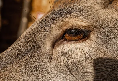 Глаз пятнистого оленя — Фото №1392581