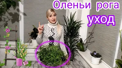 Цветок\"Оленьи рожки\": 25 грн. - Комнатные растения Горбани на Olx