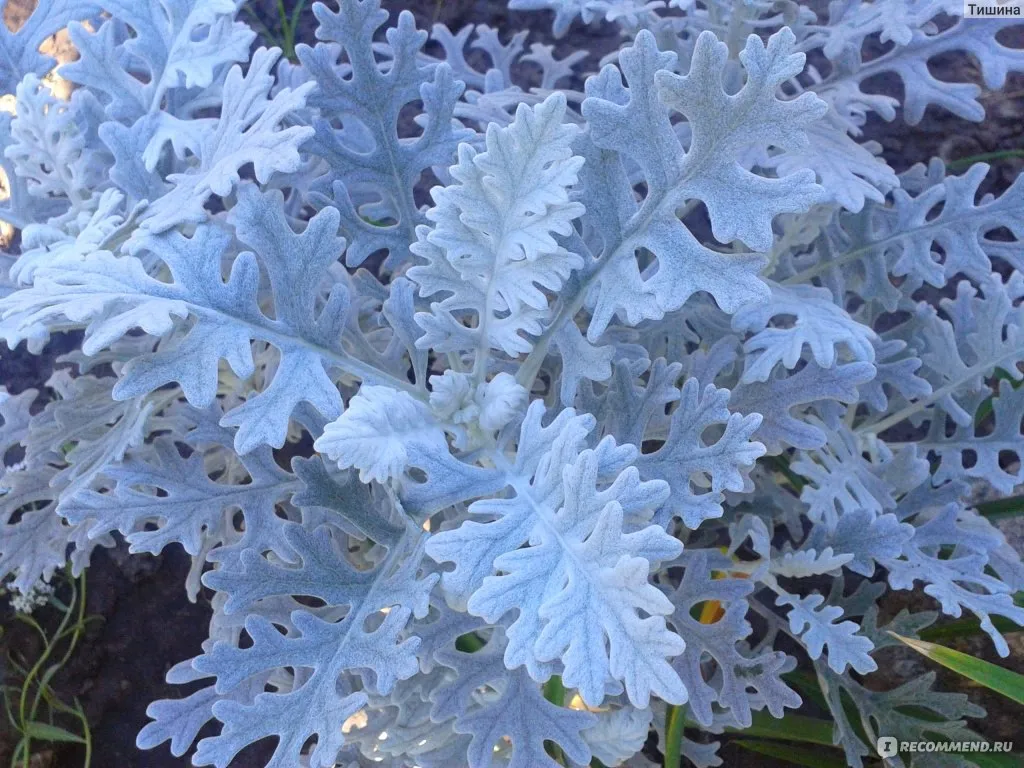 Цинерария приморская. Цинерария Приморская cineraria maritima. Цинерария крестовник. Цинерария Приморская (Senecio cineraria). Крестовник Приморский цинерария Приморская.