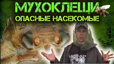 Семейство Кровососки — Hippoboscidae | ВКонтакте