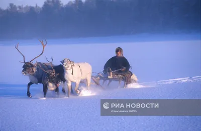 Оленья упряжка с санями