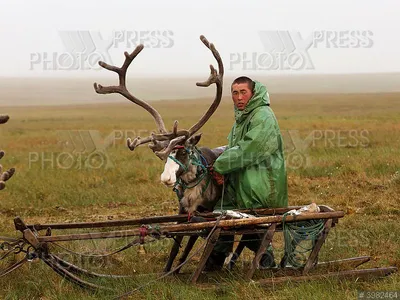 ОЛЕНЬЯ УПРЯЖКА, артикул: 333093554, с доставкой в город Казань