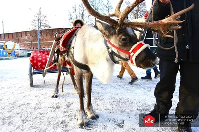 Оленья упряжка / PhotoXPress