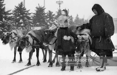 В наличии Скульптура Оленья упряжка (бивень мамонта, серебро) купить по  цене 760000 рублей в магазине Подбор по материалу | Бивень мамонта |  Статуэтки из бивня мамонта