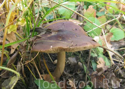 Плютей олений, Pluteus cervinus - Грибы Средней Полосы