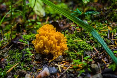 Плютей олений (Pluteus cervinus) - грибы России