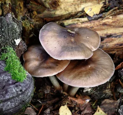 Плютей олений (Pluteus cervinus). Фото на сайте \"Грибы: информация и  фотографии\"