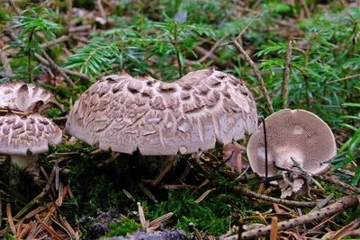 Плютей олений (Pluteus cervinus) описание фото