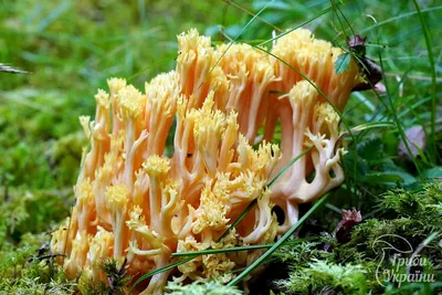 Плютей олений (Pluteus cervinus). Фото на сайте \"Грибы: информация и  фотографии\"