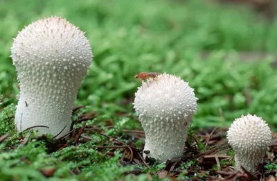 Плютей олений (Pluteus cervinus). Фото на сайте \"Грибы: информация и  фотографии\"