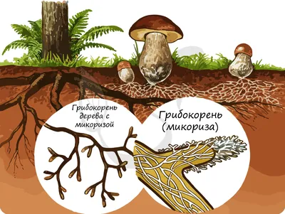 Оленьи рожки и черная лисичка: экзотический урожай грибников Алтайского  края | 08.08.2023 | Бийск - БезФормата