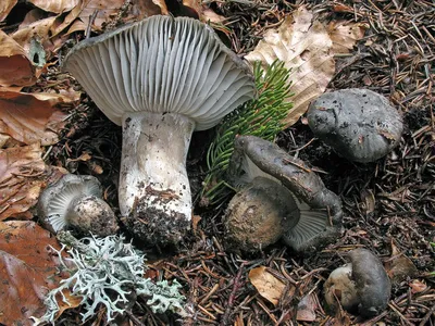 Плютей олений (Pluteus cervinus) фото и описание