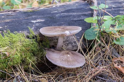 Плютей олений, Pluteus cervinus - Грибы Средней Полосы