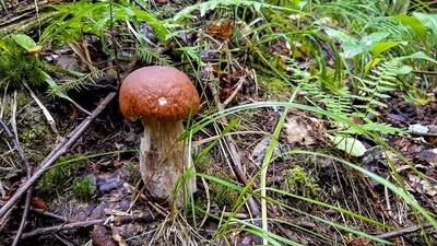 MacroID.RU - Pluteus cervinus