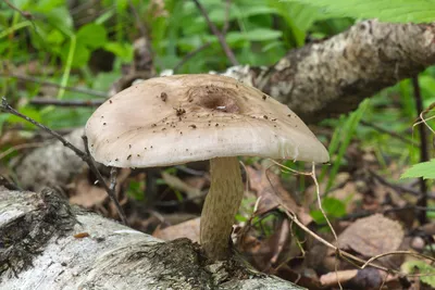 Плютей — северный олень (Pluteus rangifer) – Грибы Сибири