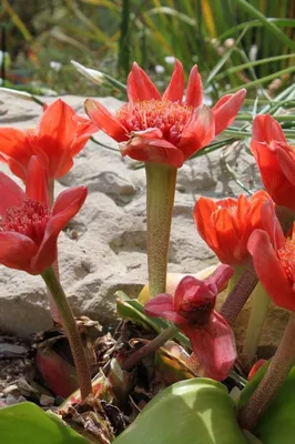 Гемантус — Haemanthus описание и уход на FloralWorld.ru