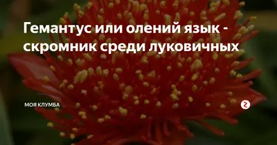 Комнатные цветы в Крыму - продажа, обмен, доставка | Комнатные цветы . КРЫМ