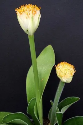 Haemanthus propagation, transplanting - YouTube