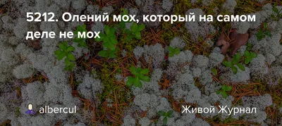 Олений мох, или ягель — это несколько видов лишайников, которыми питается  северный олень. Самый распространённый из них — кладония. Сухой… | Instagram