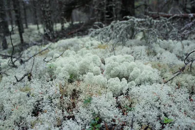 Олений мох (Cladonia portentosa) - Picture Mushroom