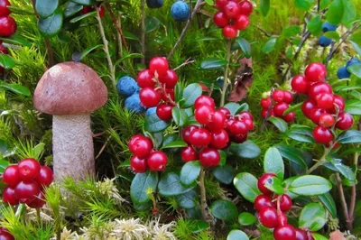 Олений мох (Cladonia) - Picture Mushroom