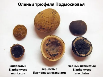 Трюфель олений (Elaphomyces granulatus) - грибы России