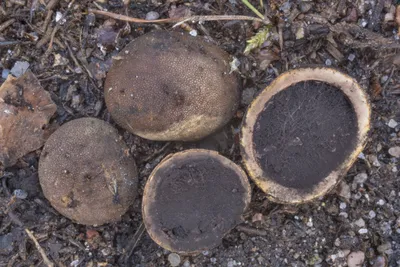 Пятнистый олений трюфель Elaphomyces maculatus