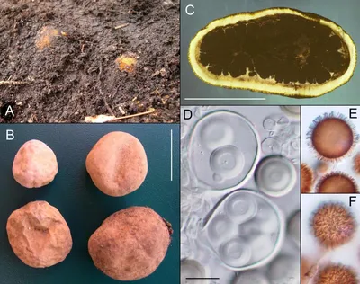 Трюфель олений (Elaphomyces granulatus) фото и описание