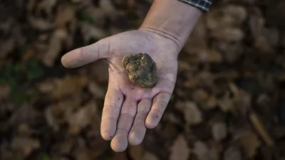 🍂 Купить трюфель белый white truffle bianchetto (tuber borchii): 116 руб  за г, цена в Красноярске - интернет-магазин Дикоед