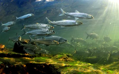 Картинка Рыба байкальский омуль » Речная рыба » Рыба » Животные » Картинки  24 - скачать картинки бесплатно