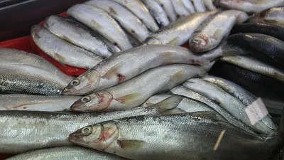 Омуль вне закона: вылов этой рыбы на Байкале предлагают запретить полностью  - KP.RU