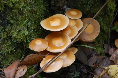 Летние опята | Гриб съедобный | Фото грибов в естественной среде