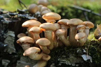 Лесные грибы Опята — Фото №133833 — Russian Traveler