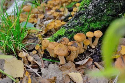 Съедобные грибы опята осенние - фото и картинки: 69 штук