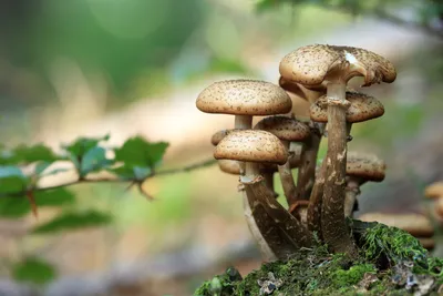 фото грибов в лесу - фотосток Fotoart