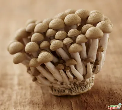 Как вырастить опята в домашних условиях пошагово, грибы на мицелии