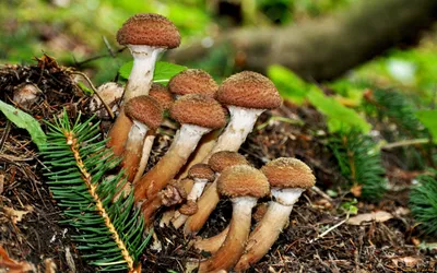 Несъедобные грибы опята - 49 фото