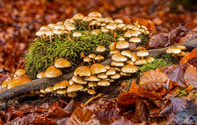 Обои осень, лес, листва, грибы, мох, бревно, много, семейка, опята картинки  на рабочий стол, раздел природа - скачать
