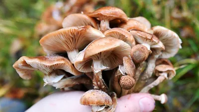 Опята: полезные свойства гриба, заготовка, отличия от ядовитых двойников →  ИП НОРМА