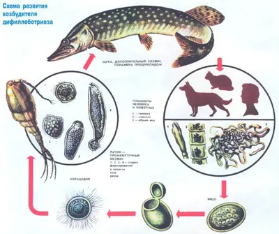 Речная рыба и наши болезни. Описторхоз и дифиллоботриоз. - БУ  \