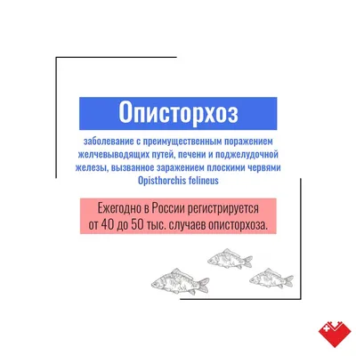 Русские народные черви: Описторхоз. | Пикабу