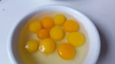 Оплодотворенное яйцо курицы фото
