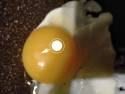 Можно ли есть оплодотворенные куриные яйца — egg.org.kz