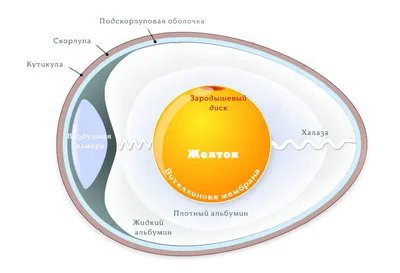 Можно ли есть оплодотворенные куриные яйца — egg.org.kz