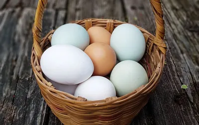 Вылупится ли птенец из магазинного яйца? | Вокруг Света
