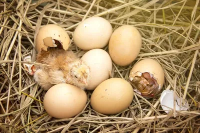 7 утка Брудер искусственные яйца птица голубь интеллектуальный инструмент  температура инкубатор для птицы автоматический инкубатор для яиц курица |  AliExpress