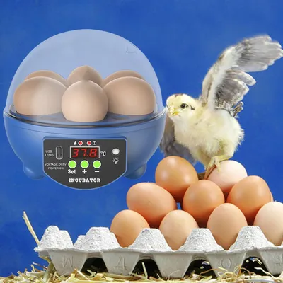Как определить, оплодотворены ли куриные яйца 🥚🐣⁉️ | Курочка | Дзен