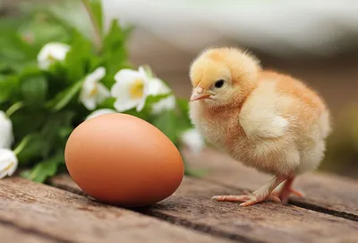 Почему из магазинного яйца не вылупится цыпленок