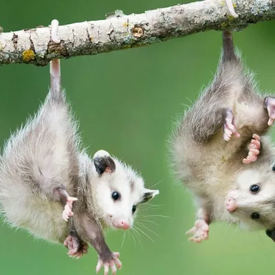 https://animals.pibig.info/5879-possum-i-opossum.html