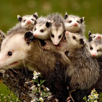 https://animals.pibig.info/4804-opossumy.html